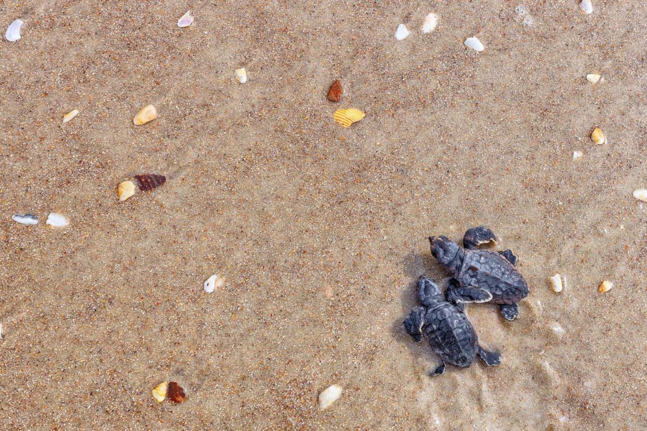 Sea Turtle Retreat By Teeming Vacation Rentals Ponte Vedra Beach Exterior photo